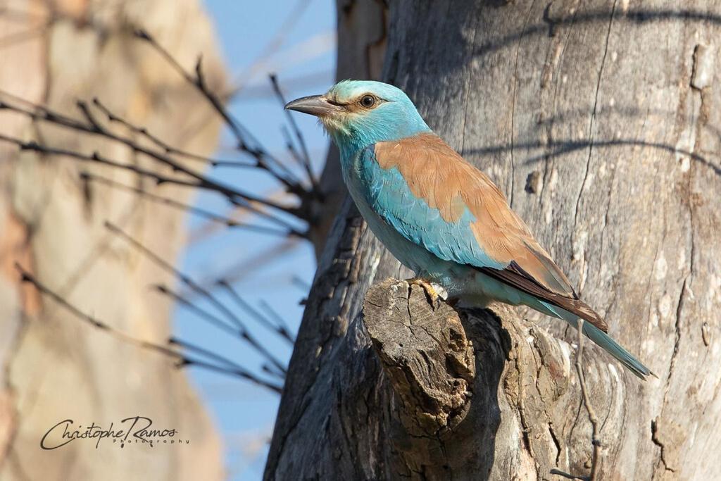 Bed and Breakfast L'Oiseau Bleu Rollier Roubia Екстер'єр фото